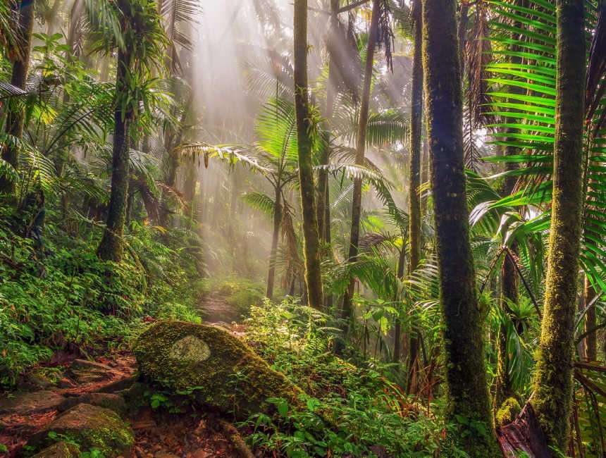 el yunque regenwoud dingen om te doen puerto rico