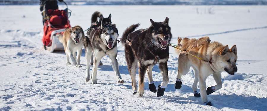 Een husky slee besturen is vermoeiender dan je denkt, maar zeker iets dat je moet gedaan hebben!