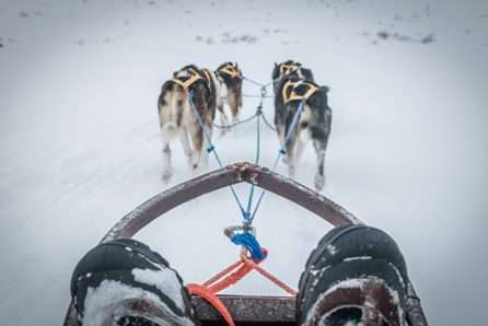 winter honden sleeen husky huskies