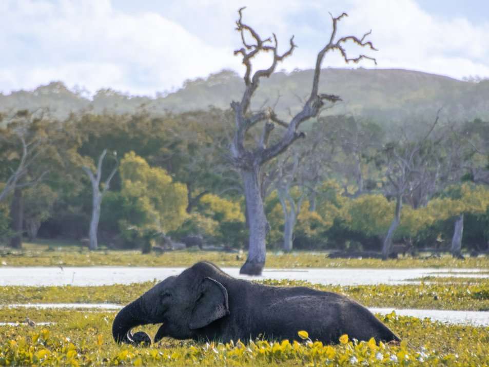 Yala nationaal park safari Sri Lanka
