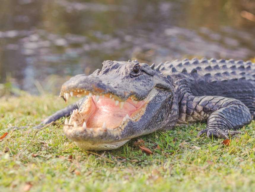 aligator everglades national park daguitstap miami
