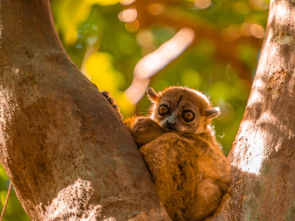 Ankarana Nationaal Park madagascar nachtactieve lemuren