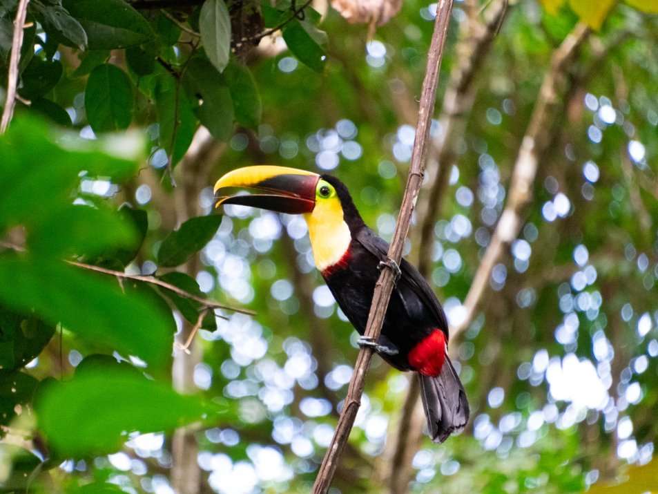 Corcovado Nationaal park wat te doen in costa rica