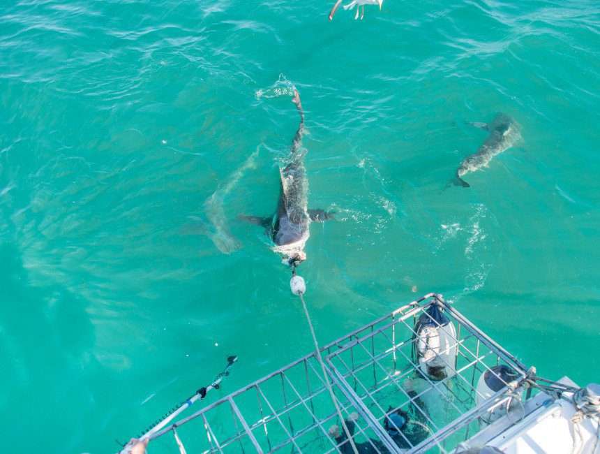 Garden Route kooduiken Gansbaai