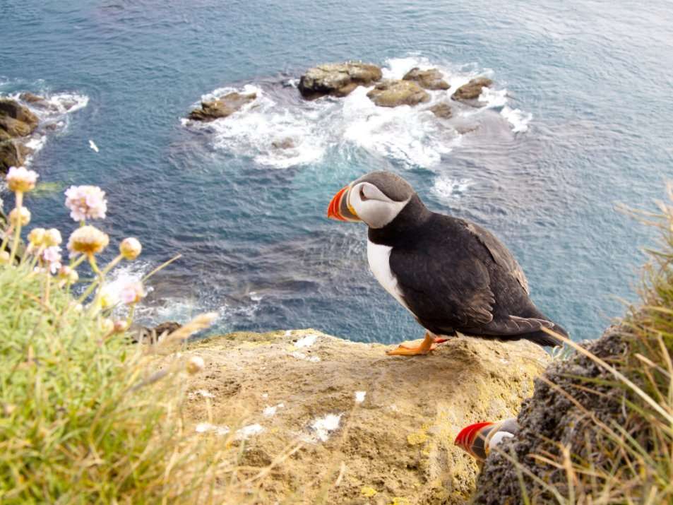 Latrabjarg Local tips IJsland