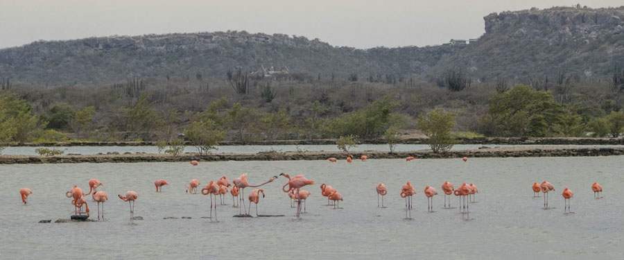 Een zoutwater meer in Curacao met heel wat mooie flamingo