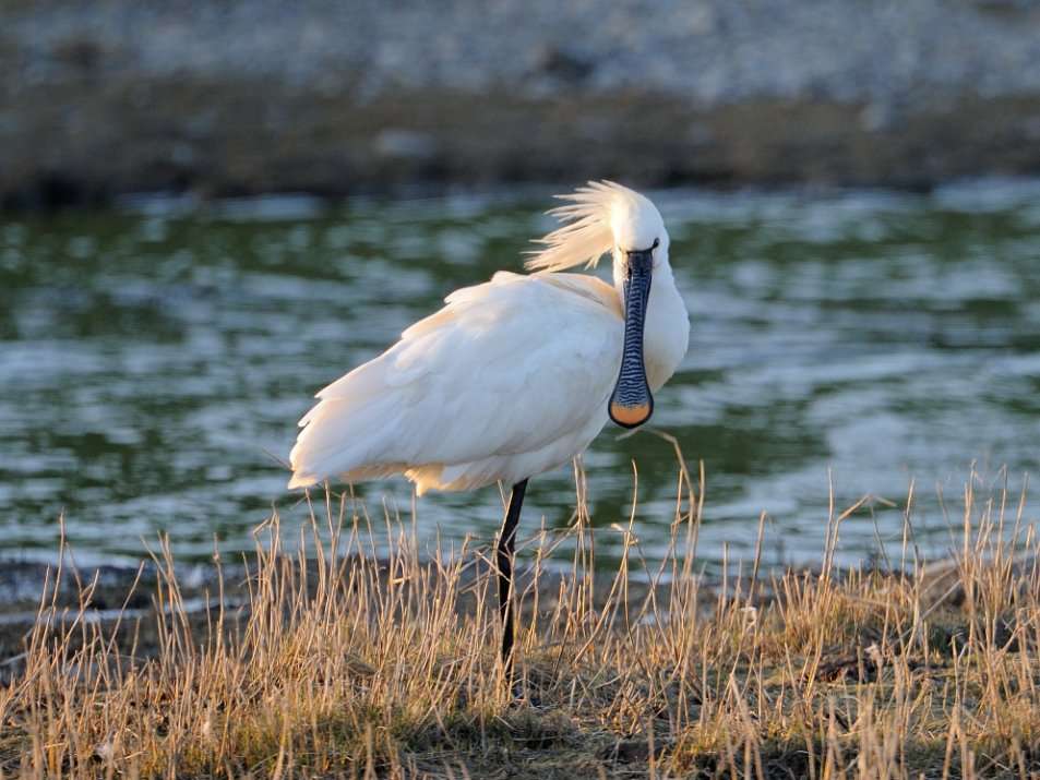 lepelaar vogelsafari texel