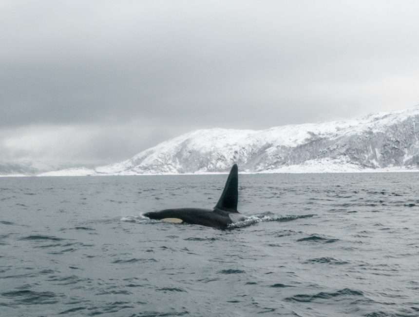 orka Tromsø walvissen noorwegen
