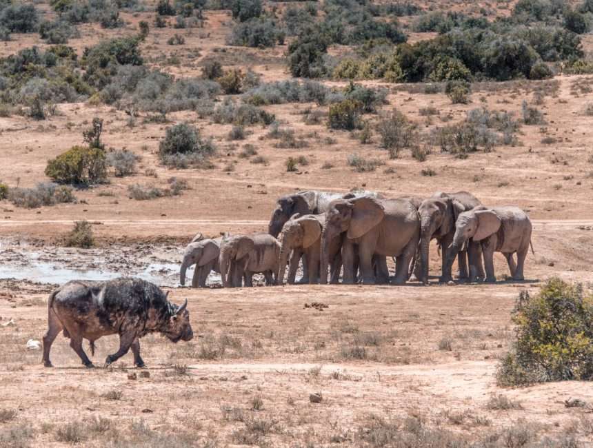 reisroute Zuid-Afrika addo