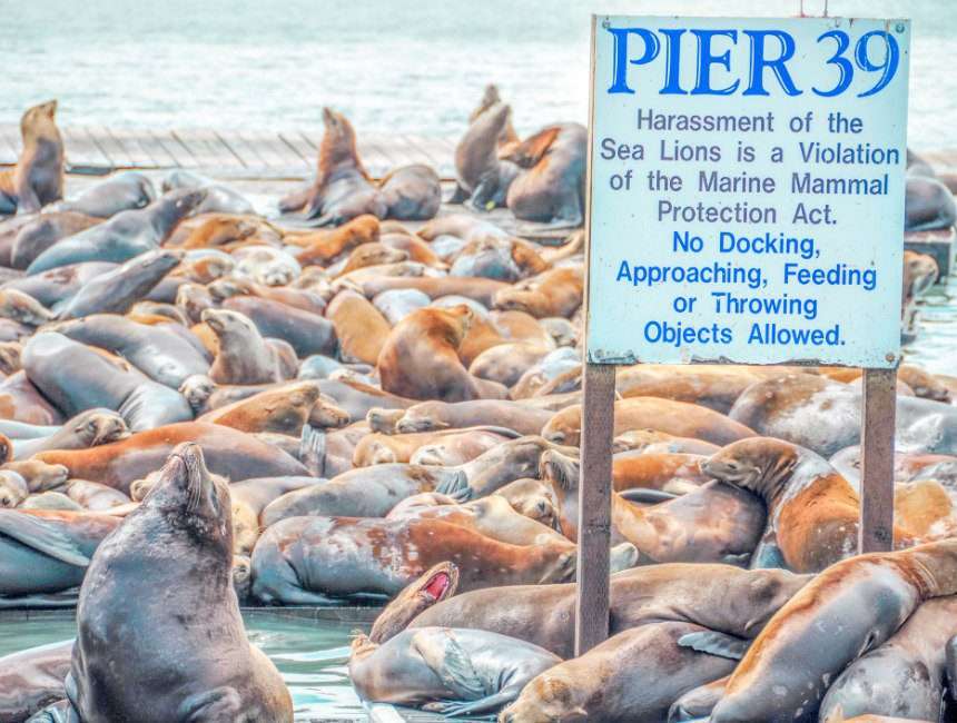 zeehonden pier 39 san francisco wat te zien